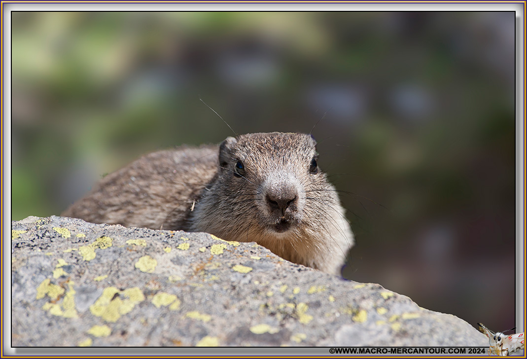 MARMOTTES